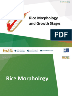 Special Topic - Growth Stages and Morphology of The Plant