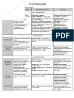 Musc. MMSS - Anatomia