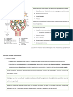 Glomerulopatias