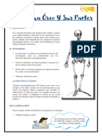 Sistema Locomotor