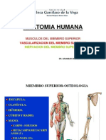 (Clase Musculos Vascularizacion e Inervacion Del MM - Ss.