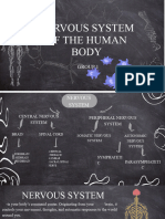 The Human Body Nervous System Group 1