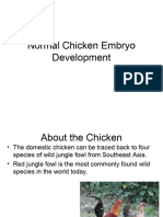 Chicken Embryo Development