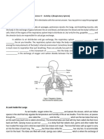 Respiratory System Activity 1