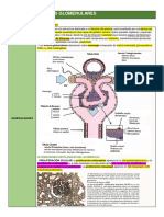 Enfermedades Glomerulares