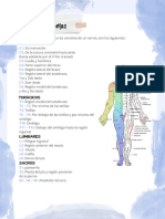 Dermatomas y Miotomas