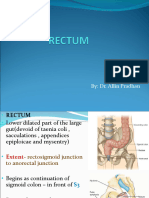 Rectum and Anal Canal