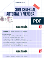 Irrigacion Cerebreal Arterial y Venosa p2