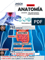 Sistema Digestivo II