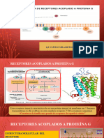 Clase 4 Receptor Prot. G