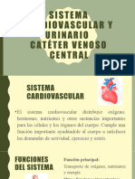 Sistema Cardiovascular y Urinario