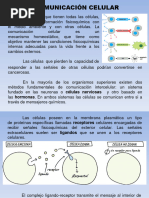 6 Comunicacion Celular