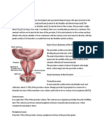 Anatomy Prostate