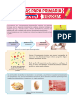 Las Proteínas para Sexto de Primaria