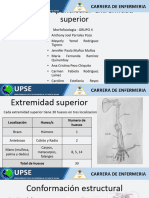 Esqueleto Apendicular