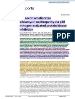 Osteocrin Ameliorates Adriamycin Nephropathy Via p38 Mitogen-Activated Protein Kinase Inhibition