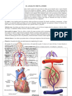 Aparato Circulatorio