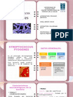 Streptococcus Pyogenes