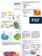 La Celula Procariota y Eucariota