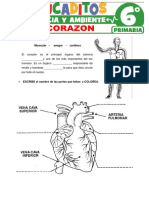 El Corazon para Sexto Grado de Primaria