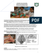 Disección de Cerebro de Una Res