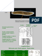 Platyhelmintos Clase TP