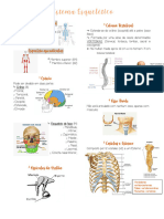 Sistema Esquelético