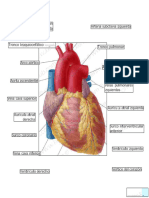 LlKKbvrL5r1qgUOyIAfzw Sternocostal Surface of The Heart Spanish