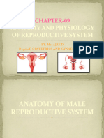 Anatomy and Physiology of Male Reproductive System