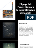 Wepik El Papel de Penicillium en La Solubilizacion de Fosfato 20230925221816xHjC