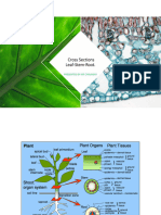 Cross Sections of Leaf Stem and Root