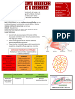 Tejido Muscular Estriado Esquelético y Visceral (Morfo II)