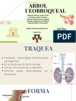 Arboltranqueobrobqueal