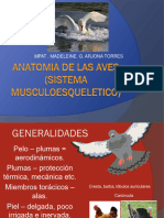 Musculo Esqueletico de Aves 2