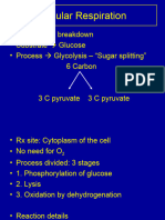 Cellular Respiration