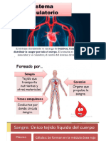 Décimo Sistema Circulatorio