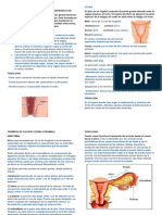 Órganos Internos Del Sistema Reproductor