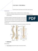 Columna Vertebral