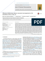 Olfactory Bulbectomy Induces Neuronal Rearrangement in The Entorhinal Cortex in The Rat