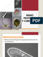 Reino Protozoa y Chromista Pre