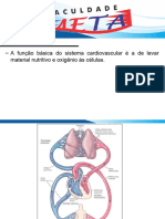 Sistema Circulatório