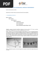 Taxonomía Medusas CIBA 2022