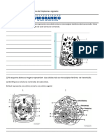 Exercício de Citoplasma e Orga