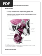 Músculos de La Masticación y de La Mímica