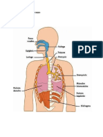 Sistema Respiratorio