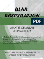 Cellular Respiration 2