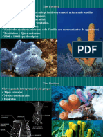 Clase 10bporiferos Esponjas Radiados