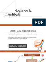 Embriología Expo Mandibula