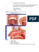 Cavidad Bucal y Regiones Topograficas