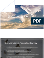 Bird Migration